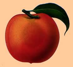 This week the baby is the size of a peach!  My fibroid is the size of a grapefruit; combine that with my already expanded uterus its getting quite full in there.