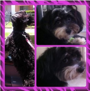 Mochi will celebrate her 1st birthday on July 7th!  Happy  early Birthday Mochi!!